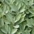 Sage, Common (Salvia officinalis) Essential Oil