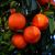 Blood Orange Zest (Citrus sinensis) Essential Oil 