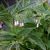Consoude (Symphytum officinalis) macérât huileux