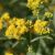 Narrow-leaved goldenrod (Euthamia graminifolia) Essential Oil