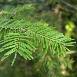 Balsam Fir (Abies balsamea) Hydrosol