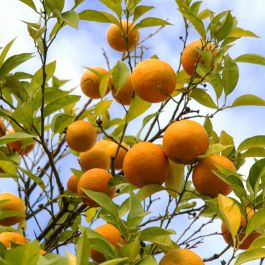 Citrus aurantium natural remedy