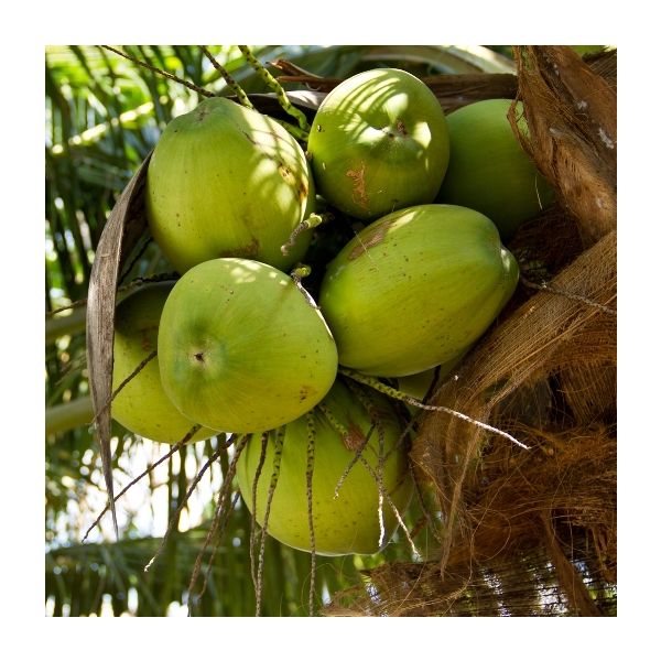 Beurre de Coco 100ml - Cocos Nucifera - Huile Végétale - Pressée à
