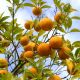 Orange amère (Citrus aurantium ssp. amara) huile essentielle