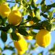 Citron zeste Italie (Citrus limonum) huile essentielle