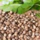 Coriander Seed (Coriandrum sativum) Essential Oil
