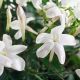 Jasmine (Jasminum grandiflorum) Absolute
