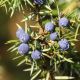 Juniper (Juniperus communis) Essential Oil, Quebec