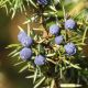 Juniper (Juniperus communis) Essential Oil 