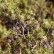 Cade (Juniperus oxycedrus) Essential Oil