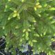 Black Spruce (Picea mariana) Hydrosol