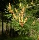 Pin sylvestre (Pinus sylvestris) huile essentielle