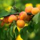 Apricot (Prunus armeniaca) Virgin Plant Oil