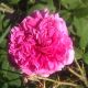 Damask Rose (Rosa damascena) Hydrosol, With Preservative